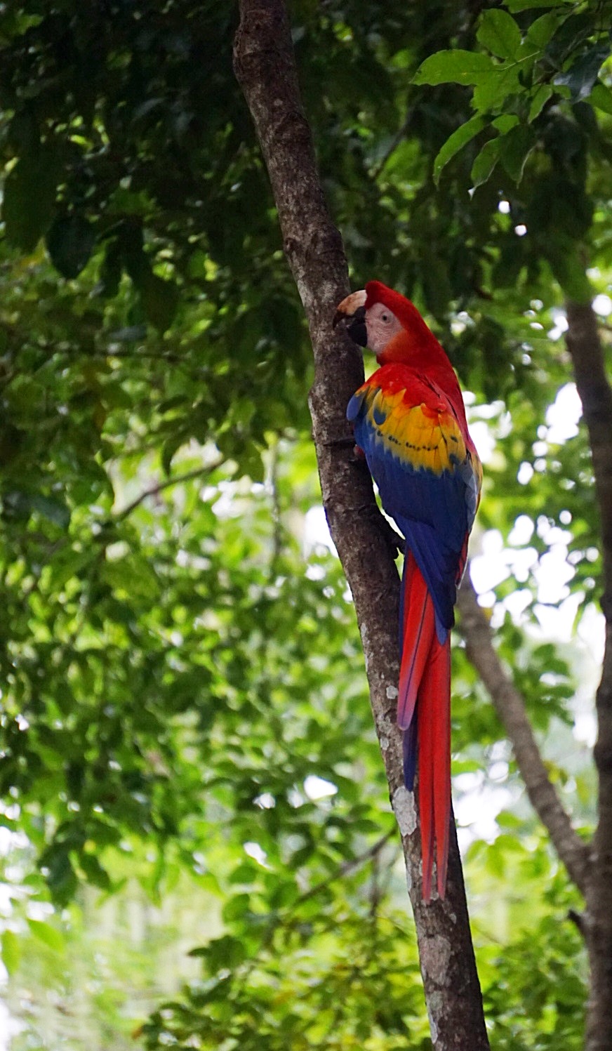 Scarlet macaw perched on a rainforest tree