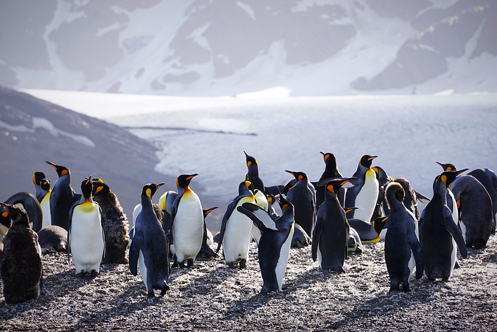 Penguin colony on a rocky shore below snow-covered mountains